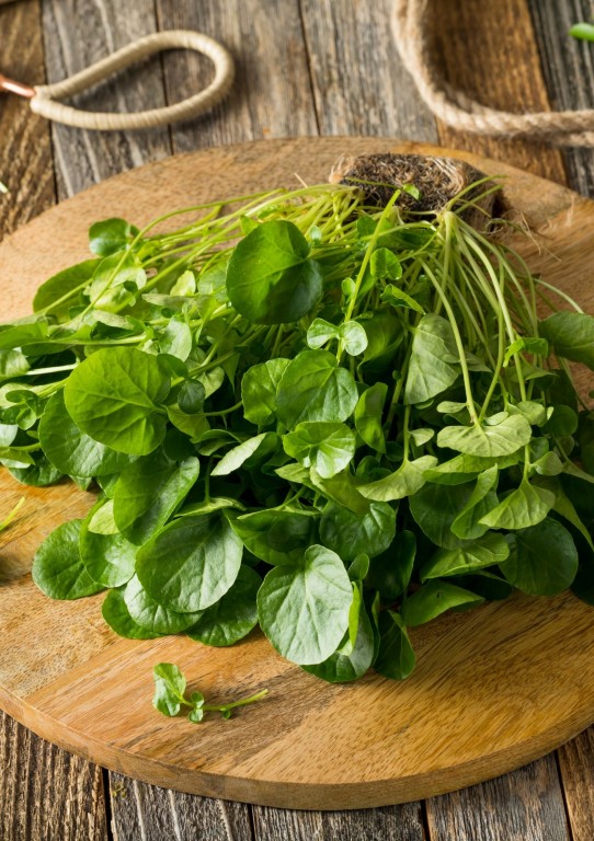 Watercress